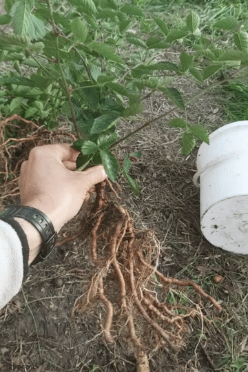 Ovo su JEDNOGODIŠNJE kupine Navaho. Korijenje je doslovce 3 do 4 puta krupnije od tipičnih sadnica koje se uzgajaju u posudicama. SVE SVOJE kupine/voćke uzgajam isključivo na otvorenom jer se samo tako dobivaju ogromne i zdrave sadnice.