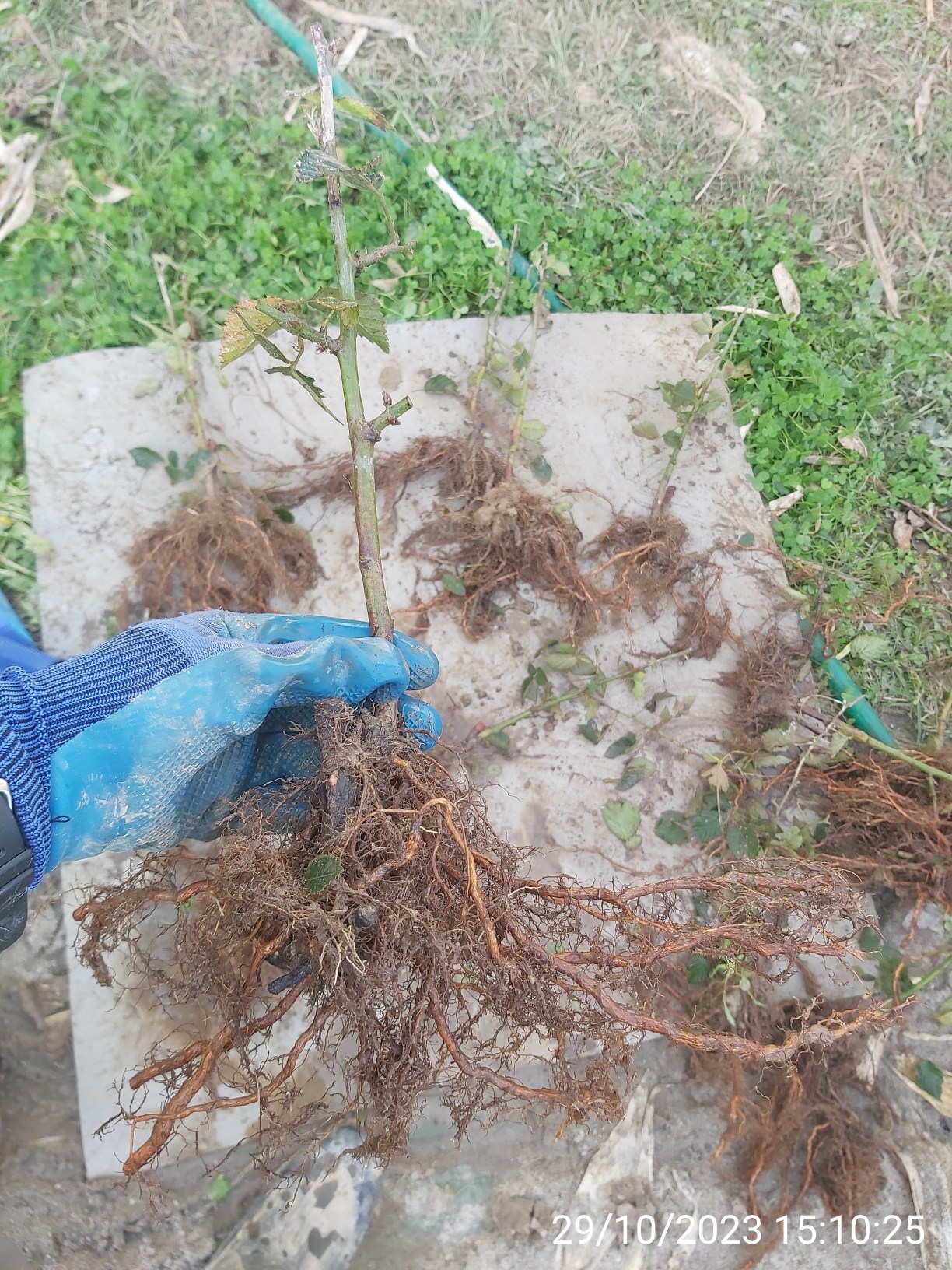 DVOGODIŠNJE kupine Navaho