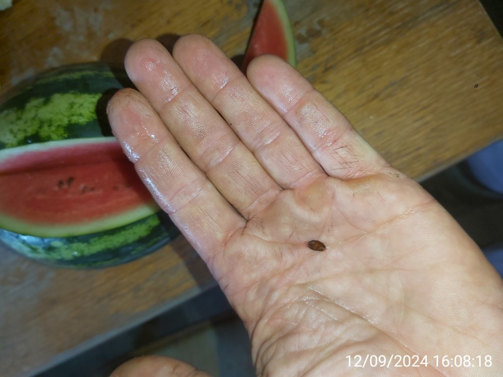 SJEME mini-lubenice (izrazito sitno sjeme)