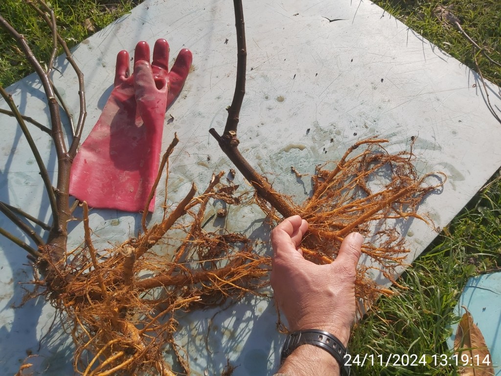 SMOKVE: Desert King & Brown Turkey