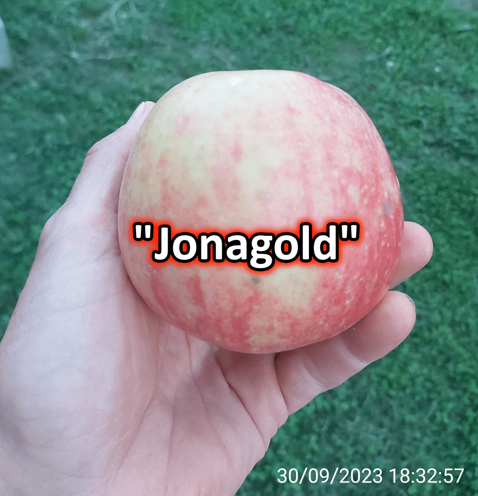 sorta jabuke: Jonagold (povoljne-voćke)